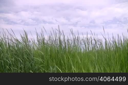 Tall Green Grass against cloudy sky.