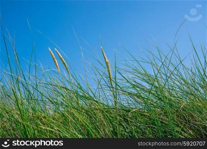 Tall green grass on a blue sky in the summer
