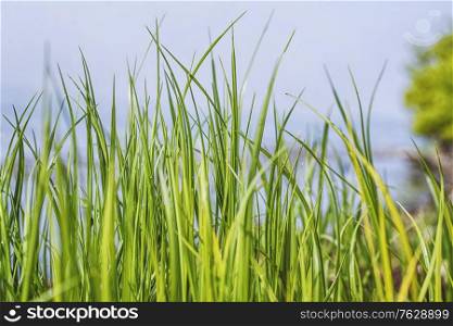 Tall green grass straws in the spring in vibrant colors
