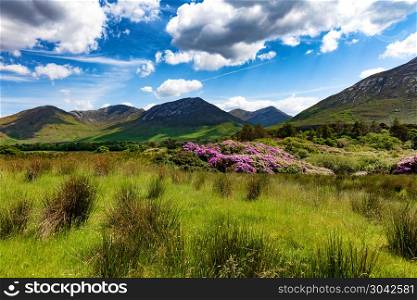 Tall green grasses and hills in Ireland Europe . Ireland countryside with green grass and hills