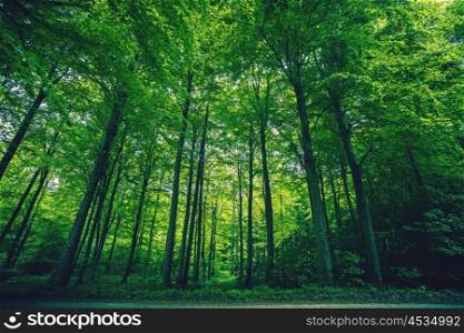Tall green trees in a forest scenery in the springtime
