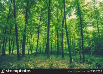 Tall green trees in the woods in the spring