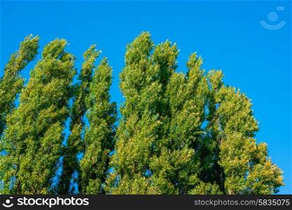 Tall green trees isolated on blue