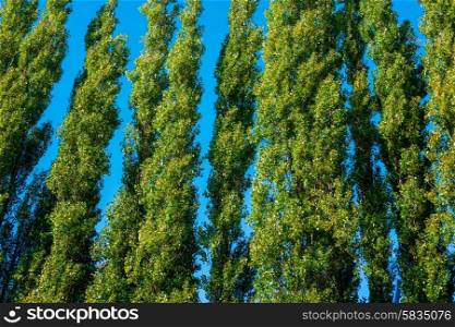 Tall green trees isolated on blue