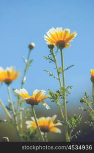 Tall marguerite flowers in the summer in vertical alignment