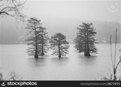 tall old trees in the middle of lake in fog