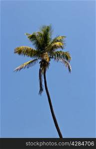 Tall palm tree against a blue sky