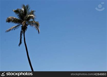 Tall palm tree against a blue sky