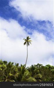 Tall palm tree in a forest
