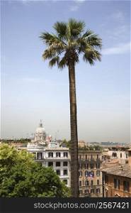 Tall palm tree with buildings in Rome, Italy.