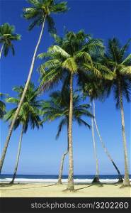 Tall palm trees are seen on Maracas Beach, Trinidad, Caribbean