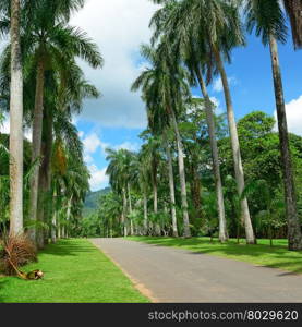 Tall palm trees in the park