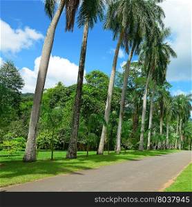 Tall palm trees in the park