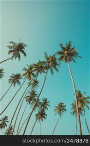 Tall palm trees on tropical coast over blue sky vintage filtered