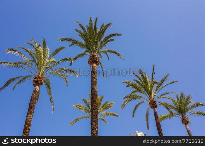 tall palm trees with sky background