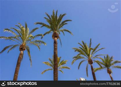 tall palm trees with sky background
