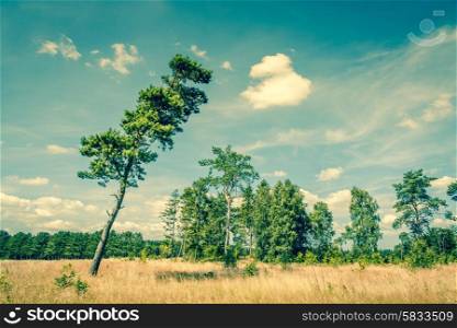 Tall pine tree on a dry field