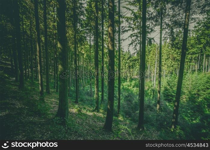 Tall pine trees in a green forest in the summertime