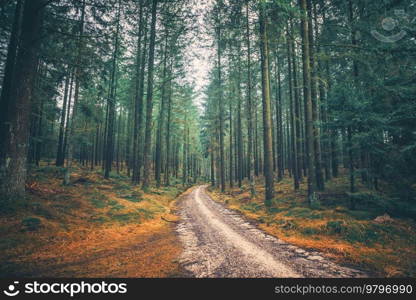 Tall pine trees in a mystic forest with a road passing through in the fall