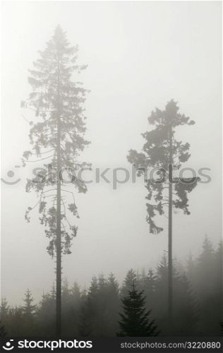 Tall Pine Trees in Fog