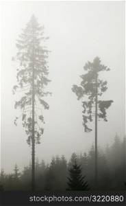Tall Pine Trees in Fog