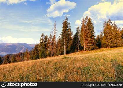 Tall pine trees in the rays of rising golden sunlight stretch towards the white clouds in the sky on the slopes of the Carpathian hills.. Tall pines rush to the sky on the slopes of the Carpathian hills.