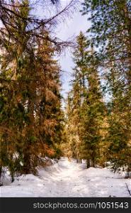 Tall pine trees in the snowy High Tatra mountains, Slovakia, Europe