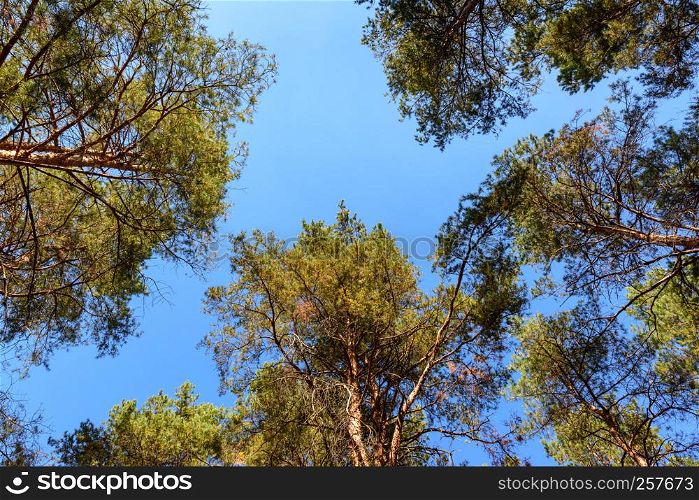 tall pines and their crowns against the blue sky, bottom view