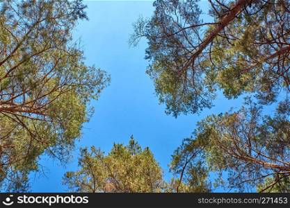 tall pines and their crowns against the blue sky, bottom view