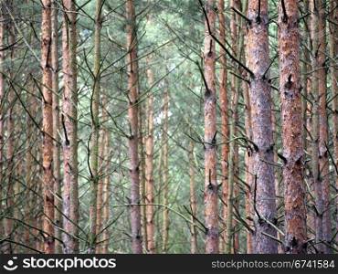 Tall Pines. tall pine trees in a coniferous forest