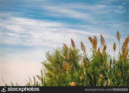 Tall reeds on the background of blue sky on a sunny day