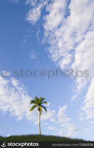 tall royal palm trees (roystonea regia) in light green grassy hills and vivid blue sky with scattered high level clouds