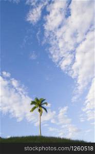 tall royal palm trees (roystonea regia) in light green grassy hills and vivid blue sky with scattered high level clouds