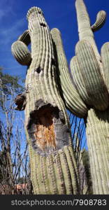 Tall Saguaro Cactus with blue sky as background . Tall Saguaro Cactus with blue sky as background