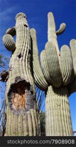 Tall Saguaro Cactus with blue sky as background