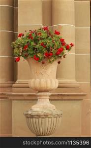 tall sandstone carved ornate heritage flower pots in the front of an ornate palace pillar detail with red geranium flowers overflowing over the sides