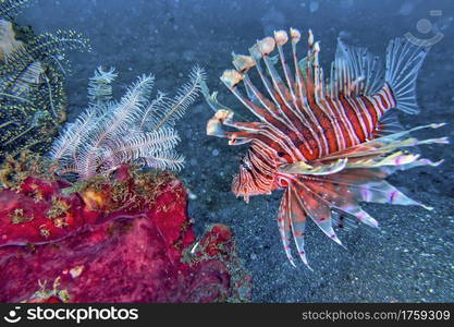 Tall-spine Lionfish, Pterois sp, Coral Reef, Lembeh, North Sulawesi, Indonesia, Asia