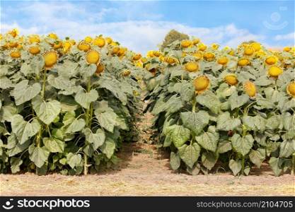 Tall stems of sunflower with large yellow heads grow in an agricultural field in even rows on an autumn day against a blue sky. Copy space.. The yellow sunflower heads rise above slender stems and grow in even rows with wide leaves.