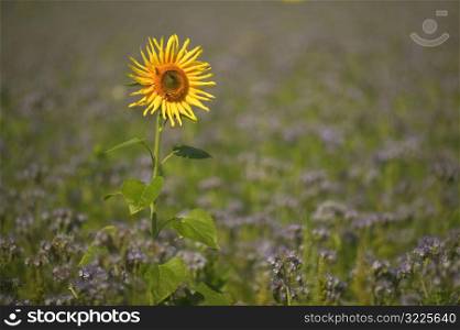 Tall Sunflower In A Field Of Purple Flowers