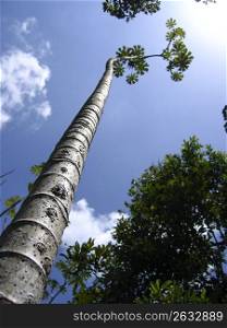 tall thin trunk central america trees perspective view from down