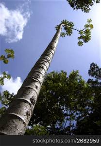 tall thin trunk central america trees perspective view from down
