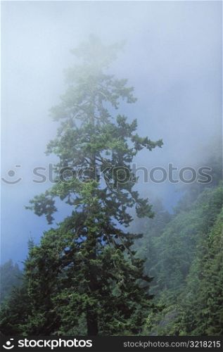 Tall Tree in Forest Mist