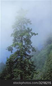 Tall Tree in Forest Mist