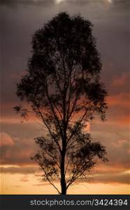 Tall tree silhouetted against a beautiful sunset sky