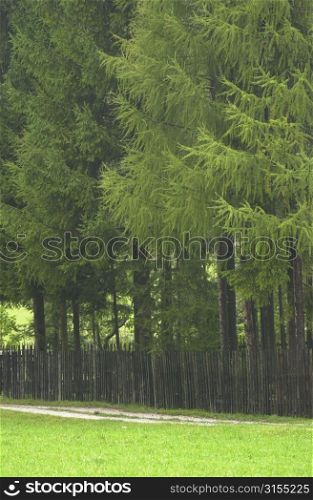 Tall trees behind a wooden fence in Slovenia