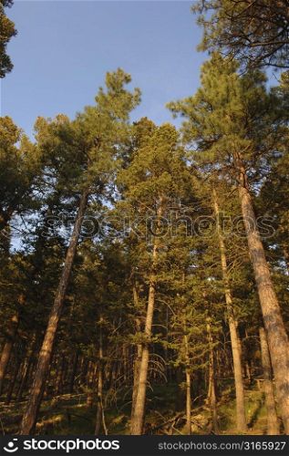 Tall trees in a forest