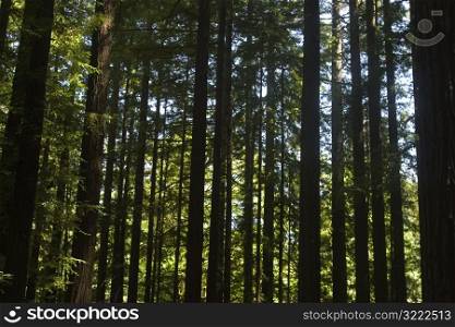 Tall Trees in a Forest