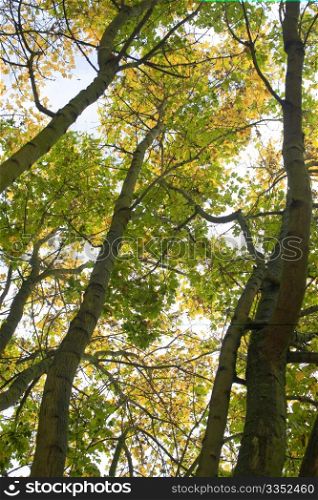 Tall trees in a wood in autumn.