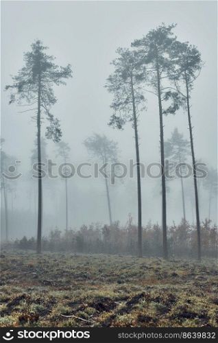 Tall trees in heavy fog. Nature landscape view of foggy forest in autumn season. Natural scene background. Tall trees in heavy fog. Nature landscape view of foggy forest in autumn season