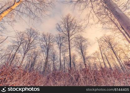 Tall trees in the forest in the winter sunrise
